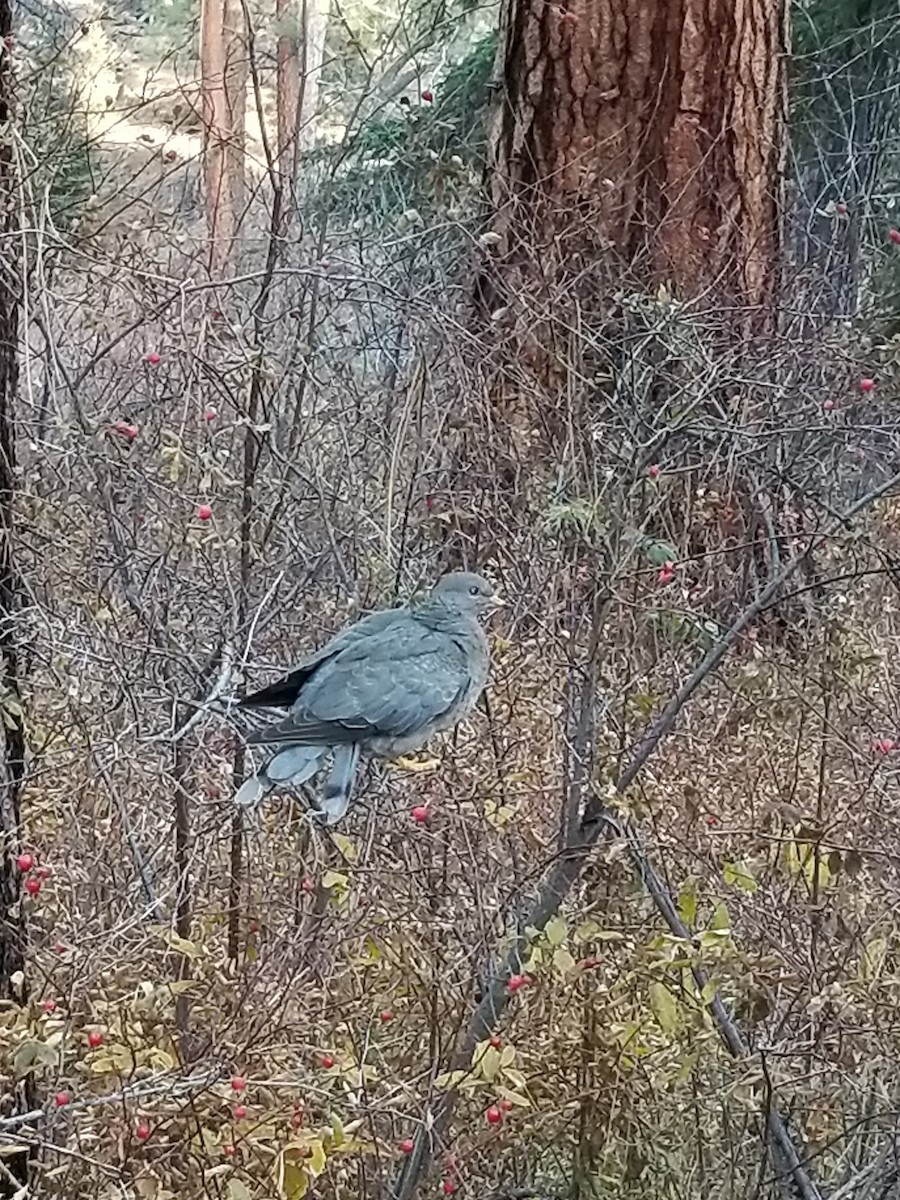 Band-tailed Pigeon - ML186792821