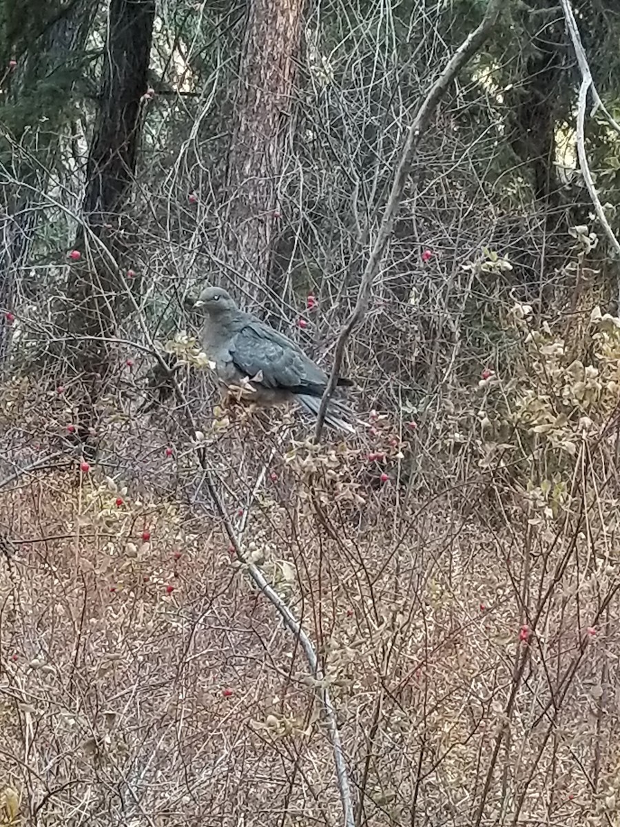 Band-tailed Pigeon - ML186792831