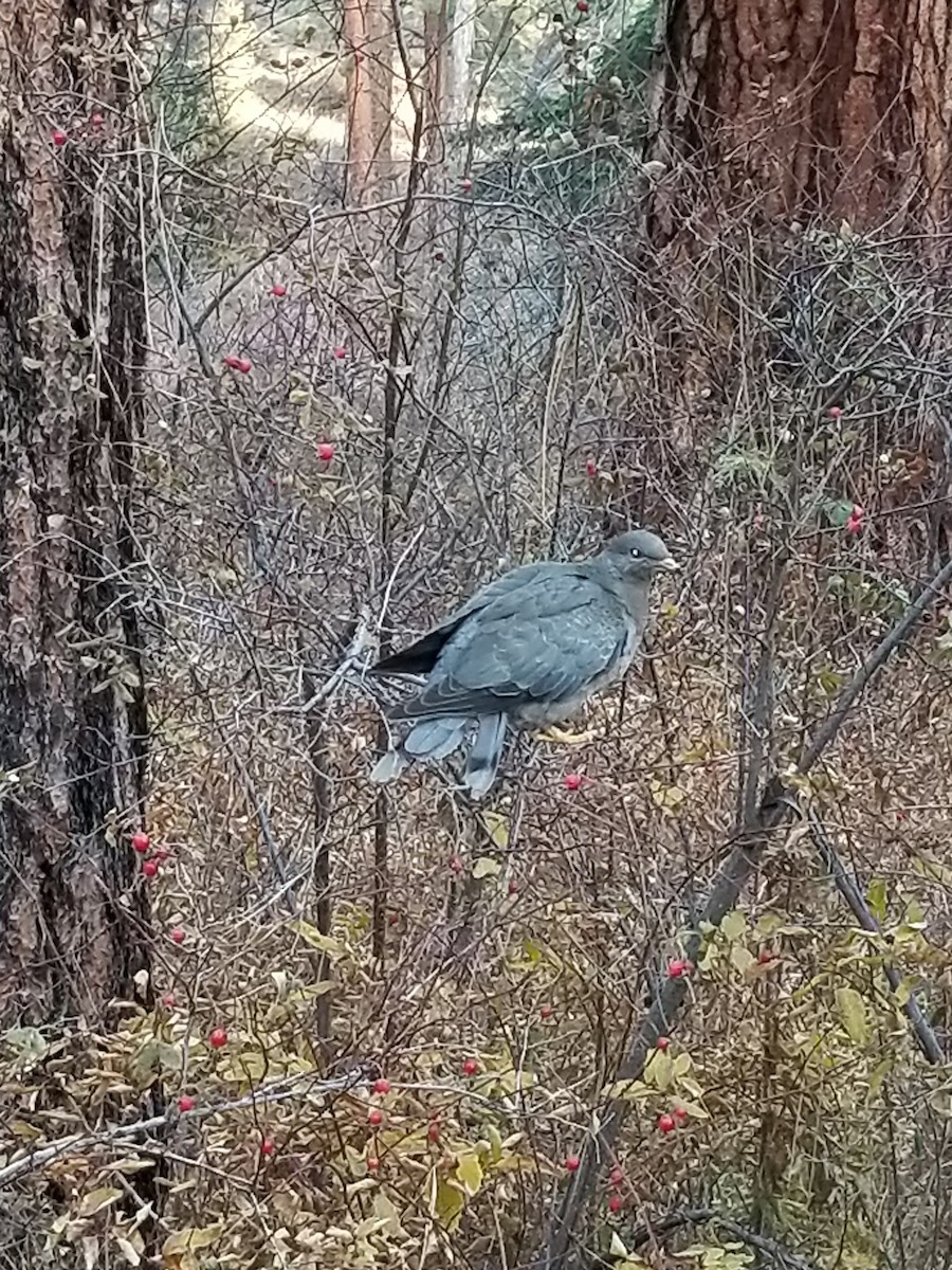 Band-tailed Pigeon - ML186792851