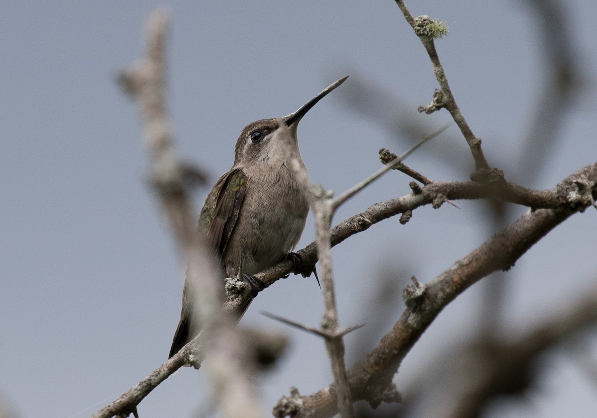 kolibřík skvostný - ML186793361