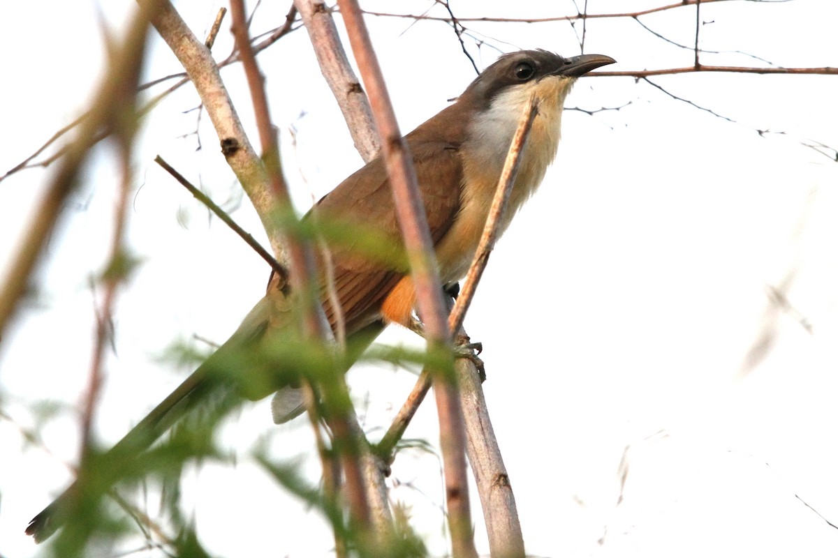 Dark-billed Cuckoo - Pedro Ayres