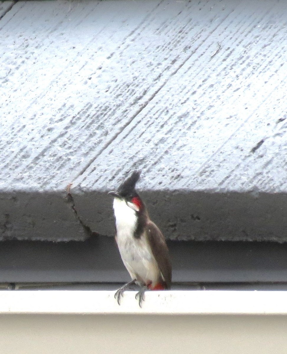 Red-whiskered Bulbul - ML186794441