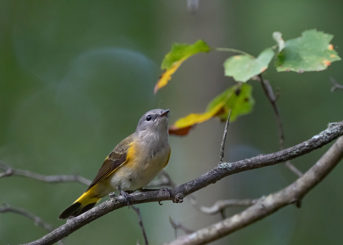 American Redstart - Sheila and Ed Bremer