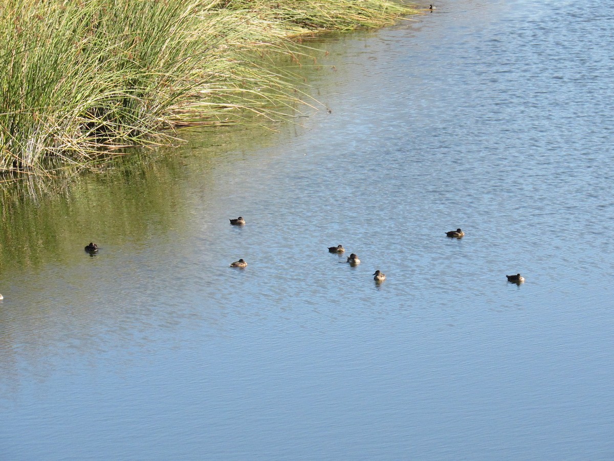 Ring-necked Duck - ML186796781