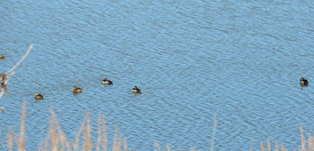 Ring-necked Duck - ML186796861