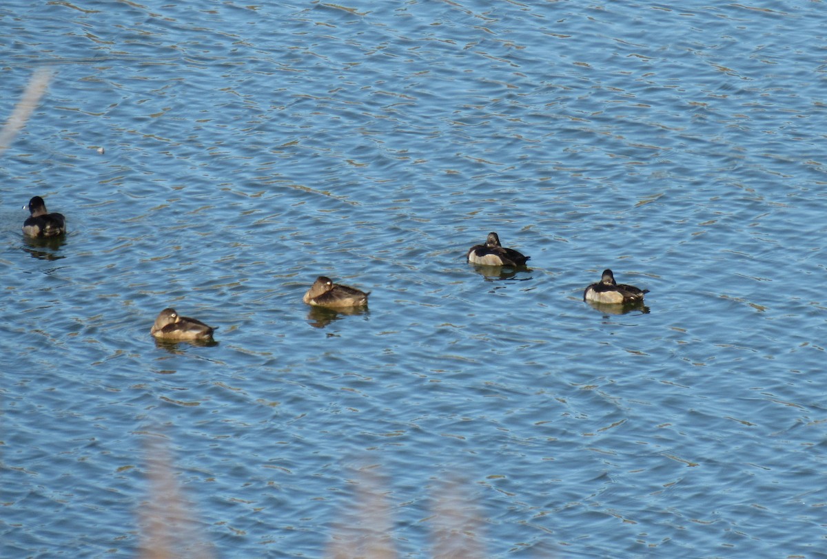 Ring-necked Duck - ML186796881