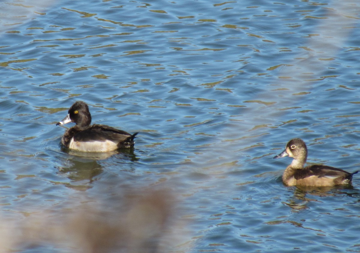 Ring-necked Duck - ML186796911