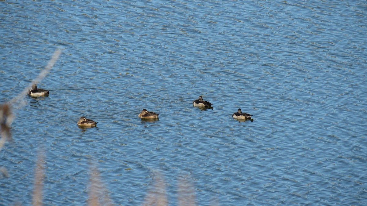 Ring-necked Duck - ML186796921