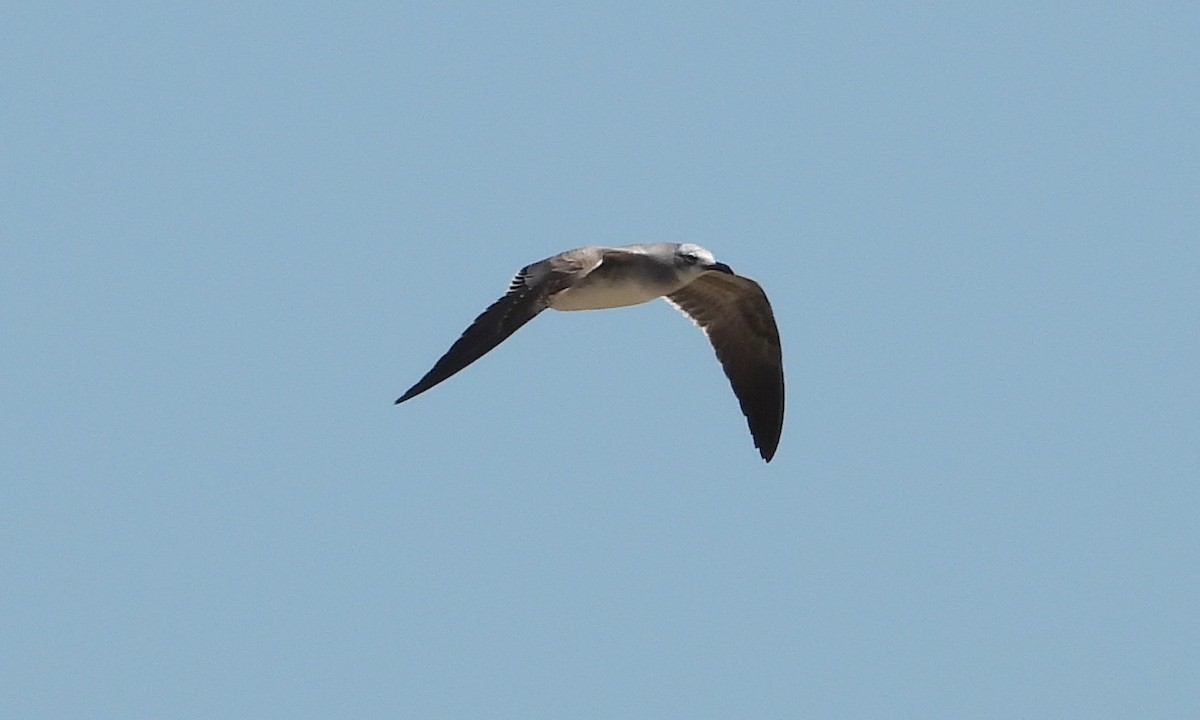 Laughing Gull - ML186800491