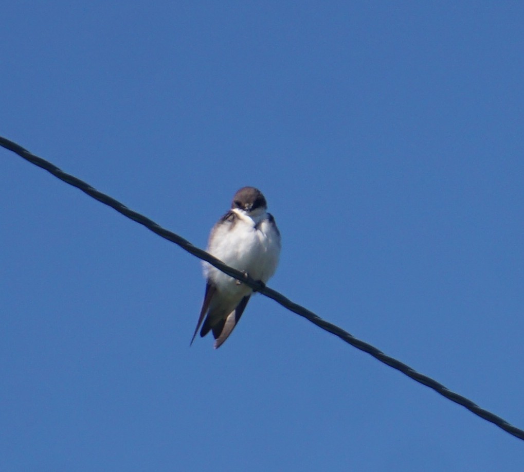 Tree Swallow - Loretta Silvia