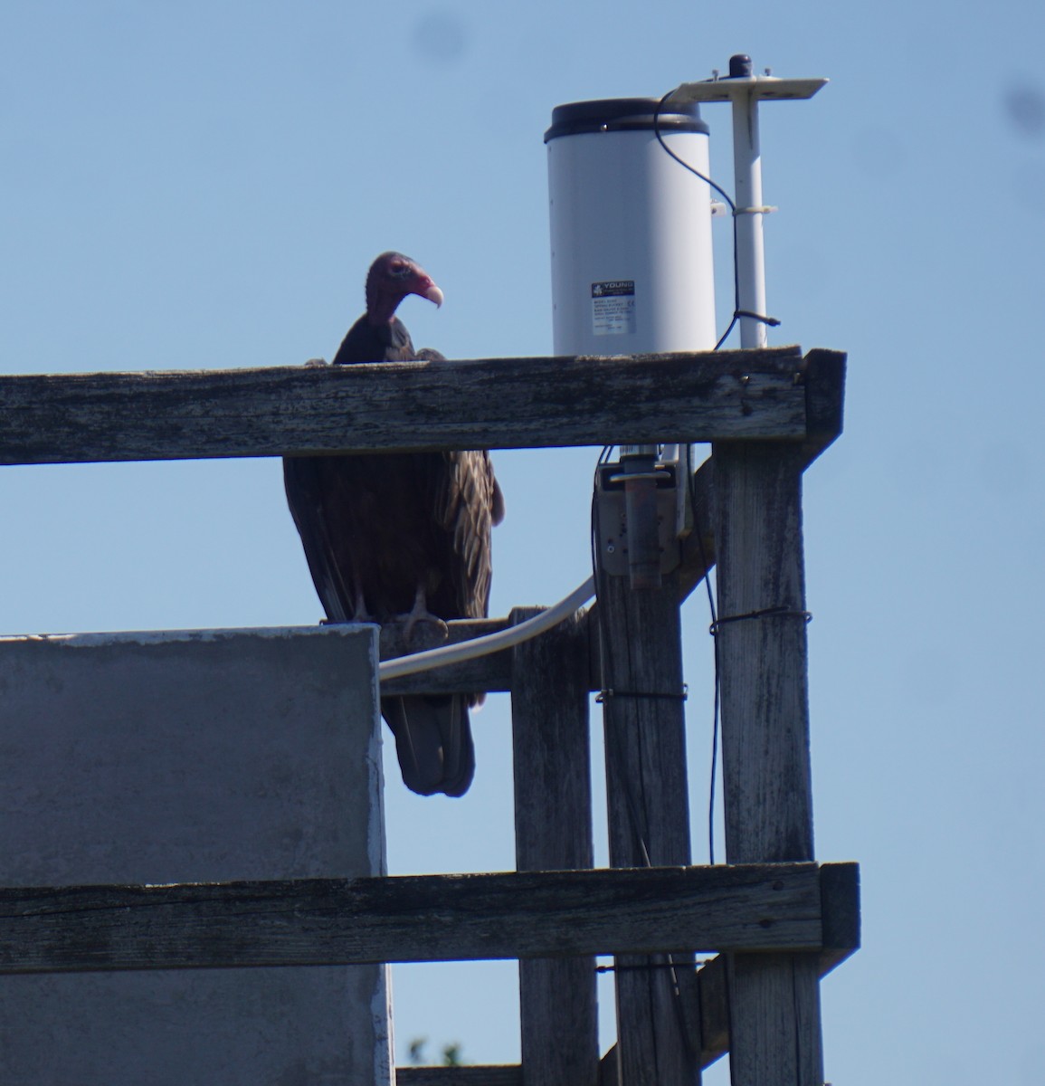 Turkey Vulture - ML186801061