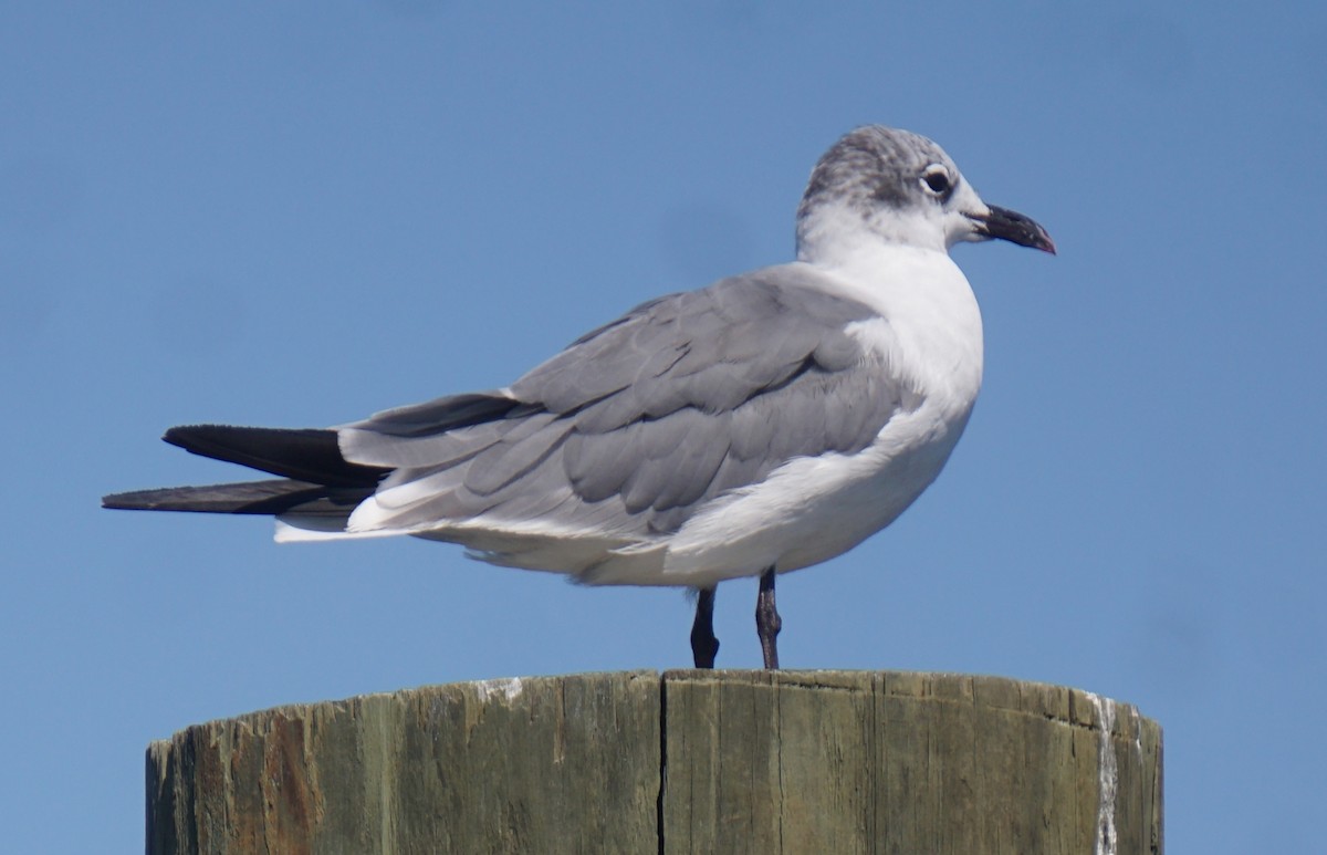 Laughing Gull - ML186801321