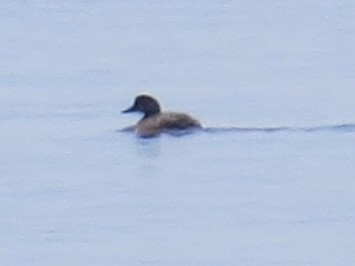 Black Scoter - ML186802391