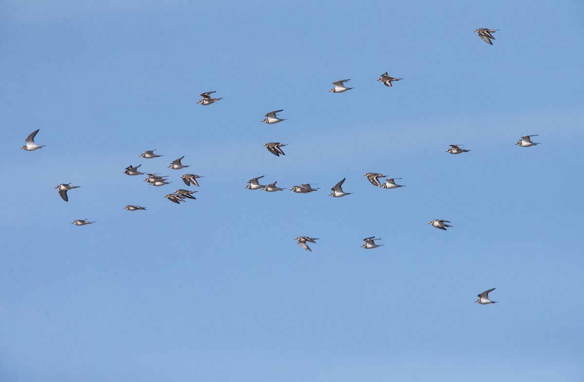 Killdeer - Brandon Holden