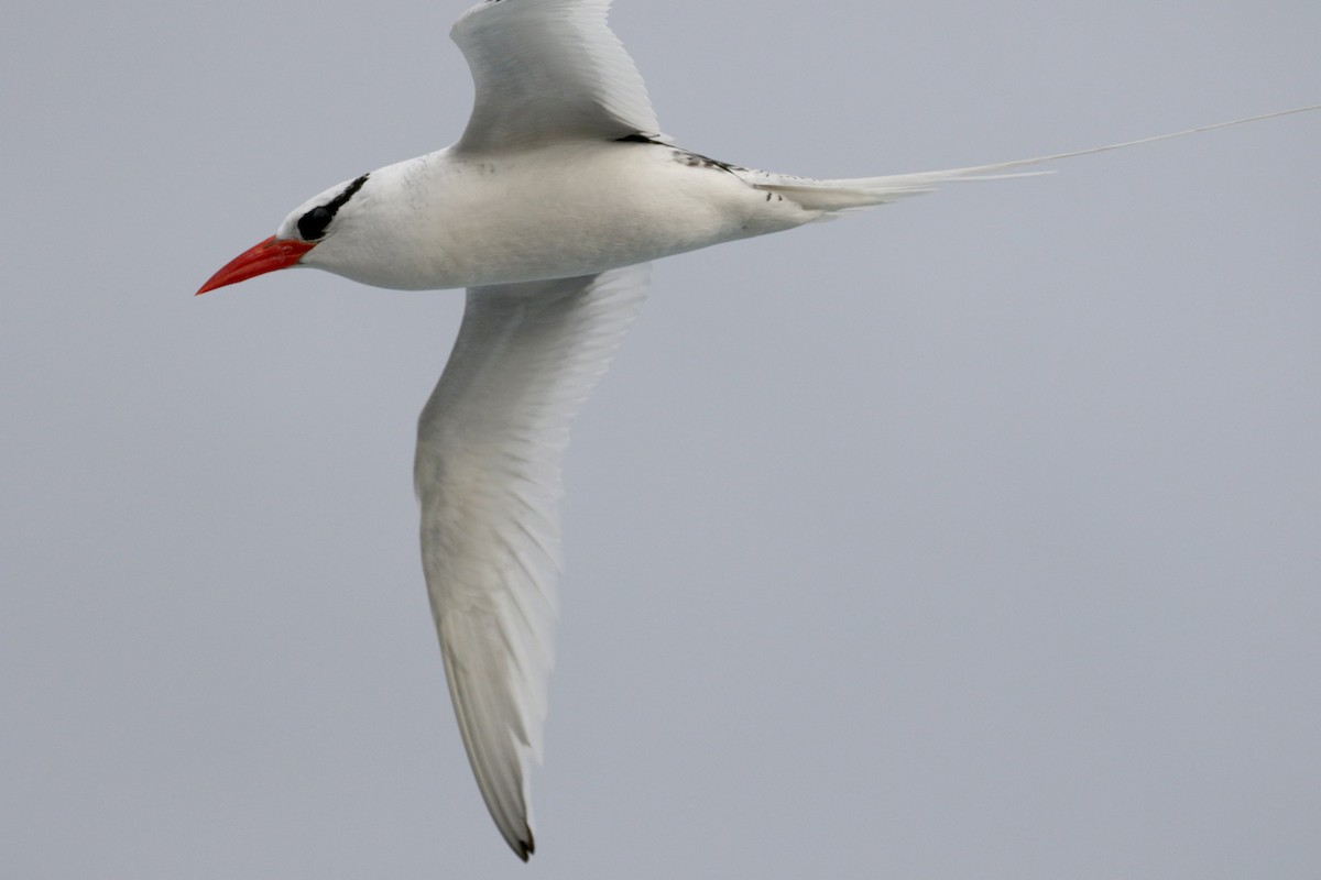 Red-billed Tropicbird - Jay McGowan