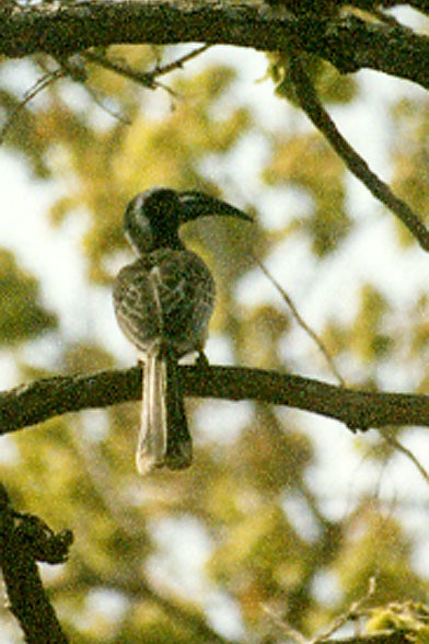 African Gray Hornbill - ML186806251