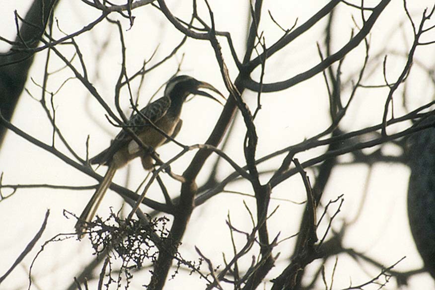 African Gray Hornbill - ML186806261