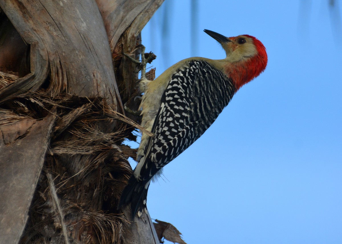 Red-bellied Woodpecker - John Whitehead