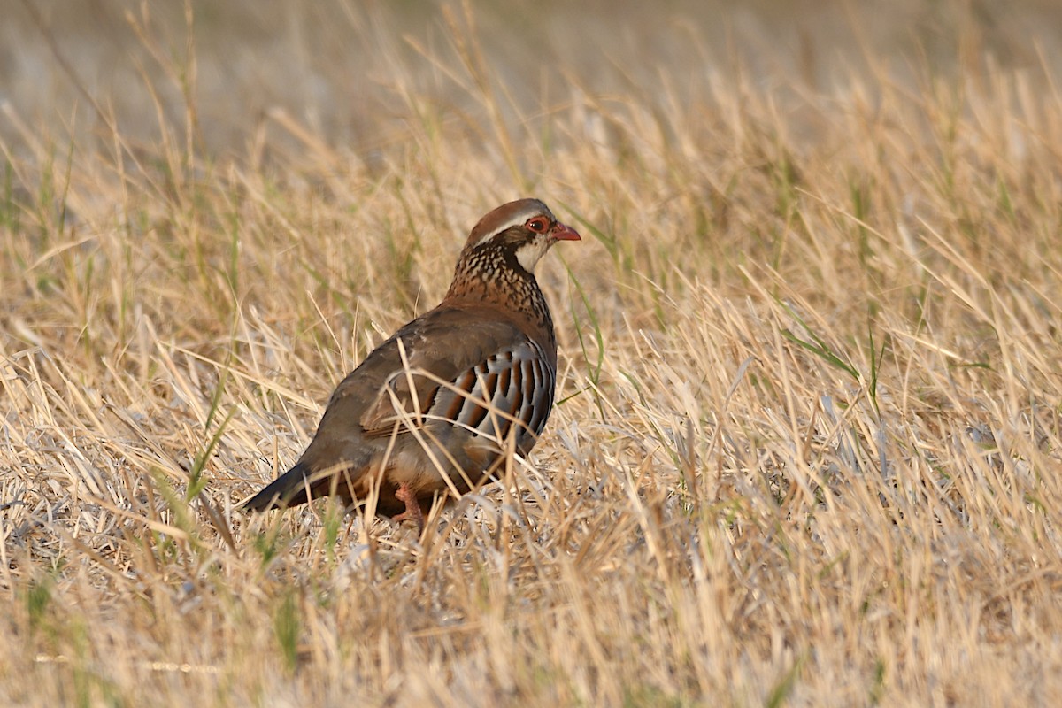 Red-legged Partridge - ML186811431