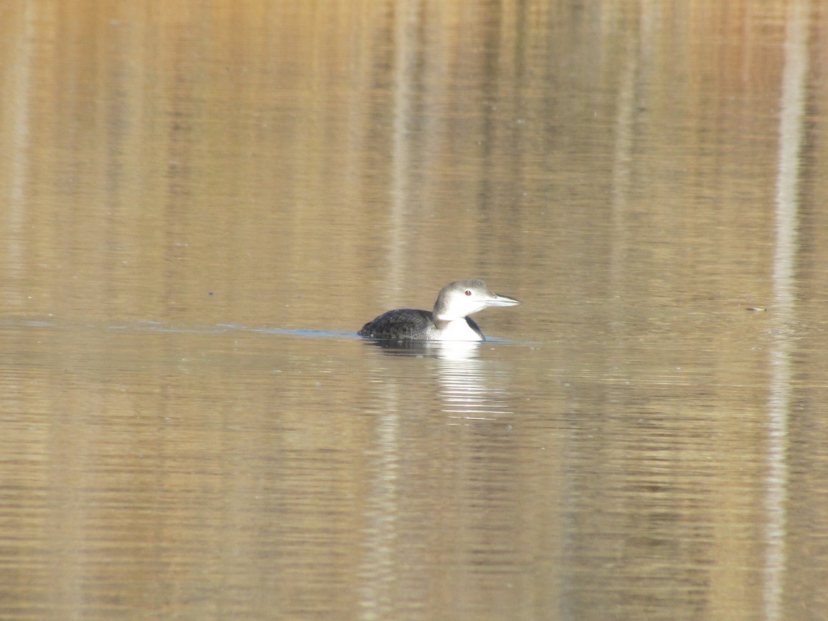 Common Loon - ML186813471