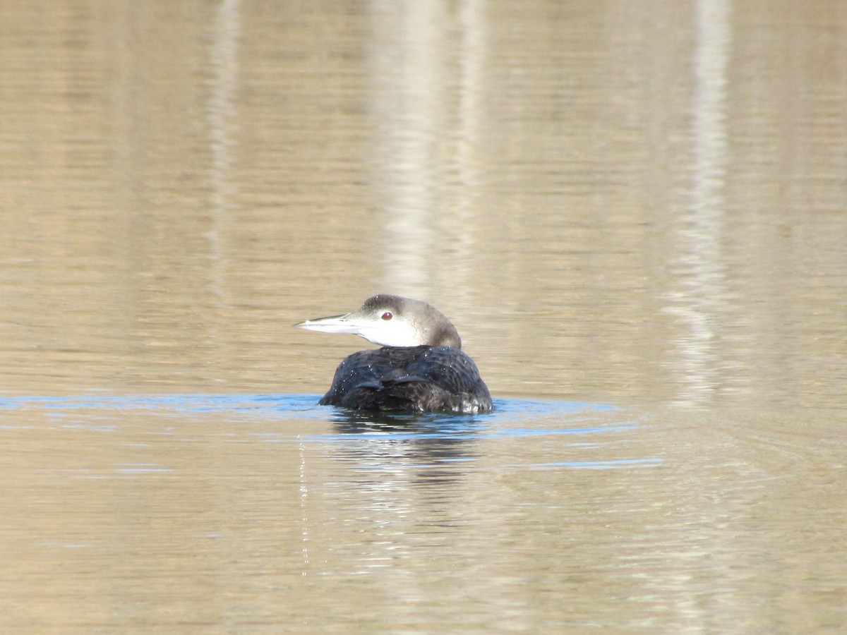 Common Loon - ML186813501