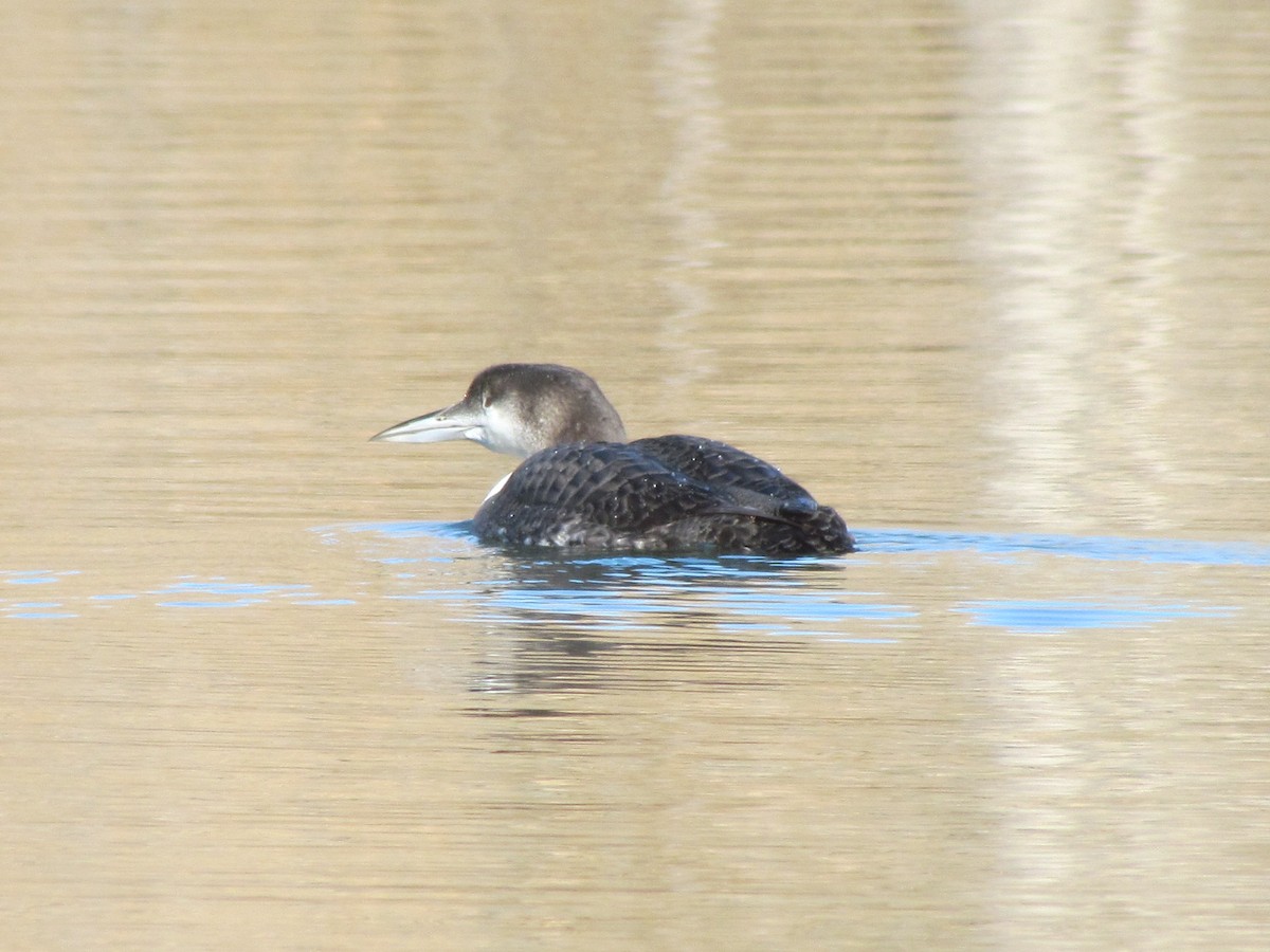 Common Loon - ML186813531