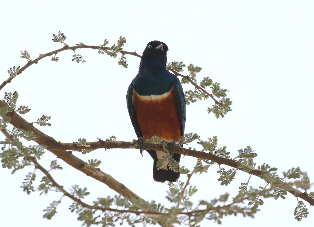 Superb Starling - Fikret Ataşalan