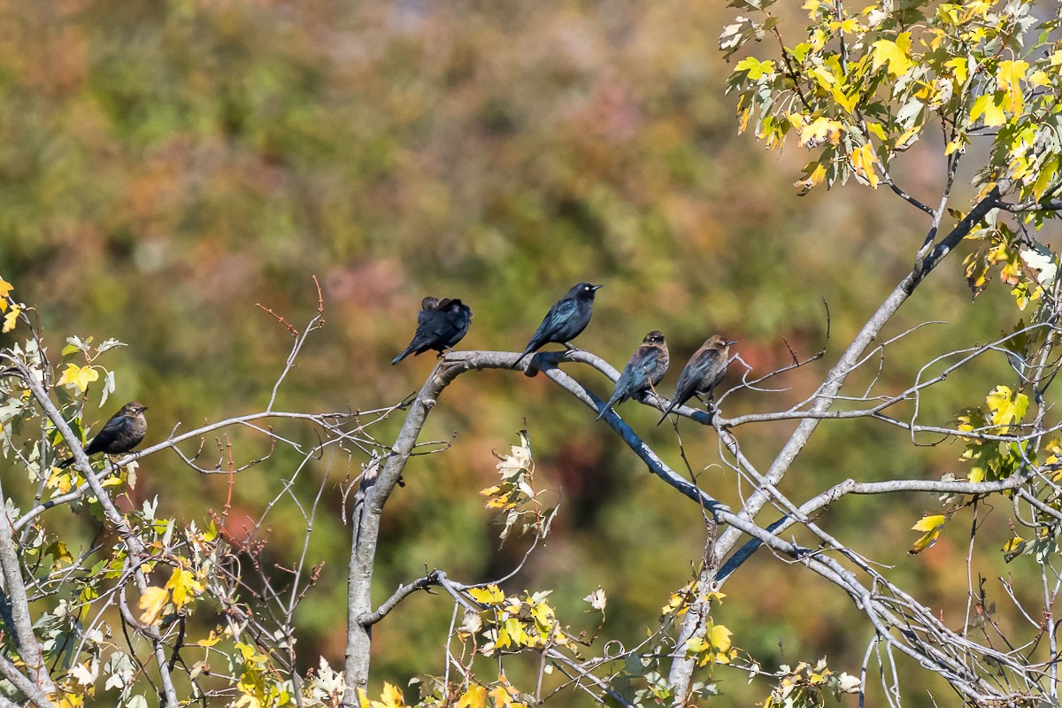 Rusty Blackbird - ML186816161