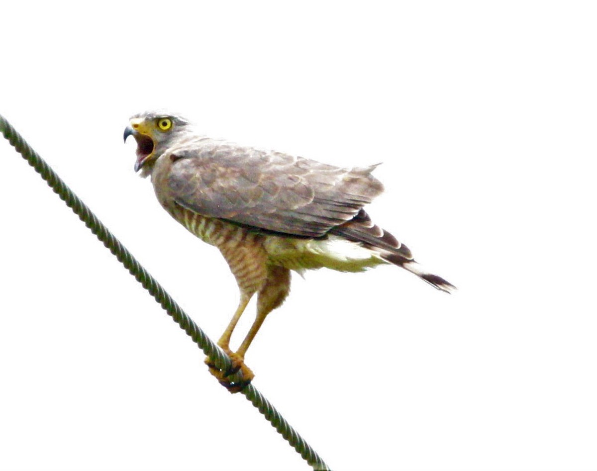 Roadside Hawk - ML186816491