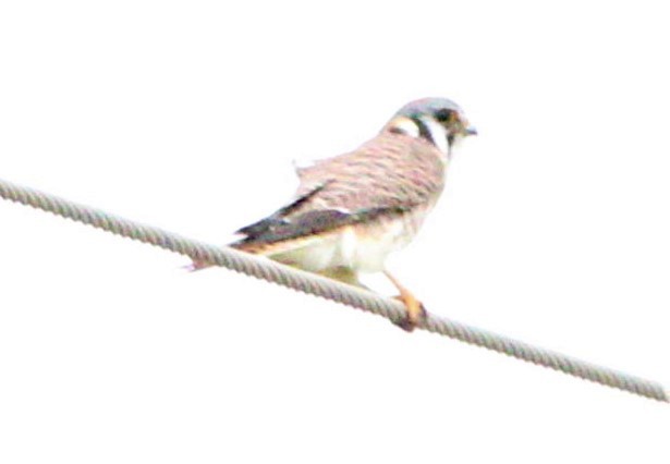 American Kestrel - ML186816831