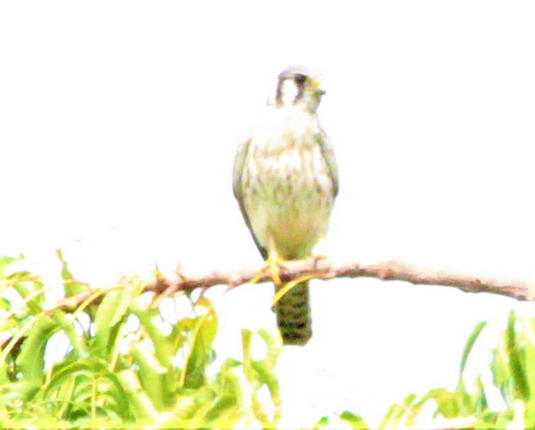 American Kestrel - ML186816871