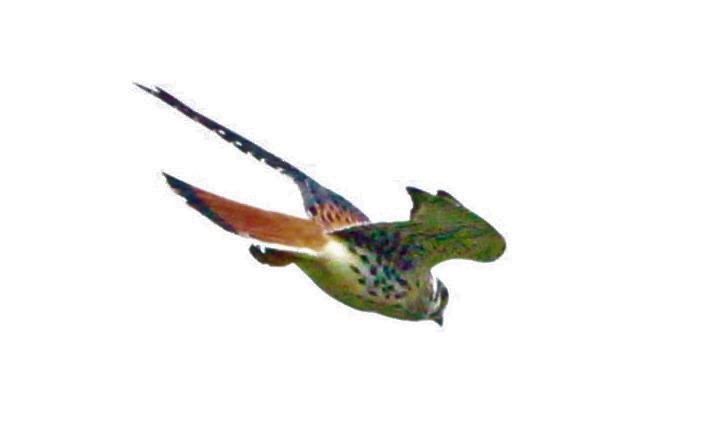 Buntfalke - ML186817201