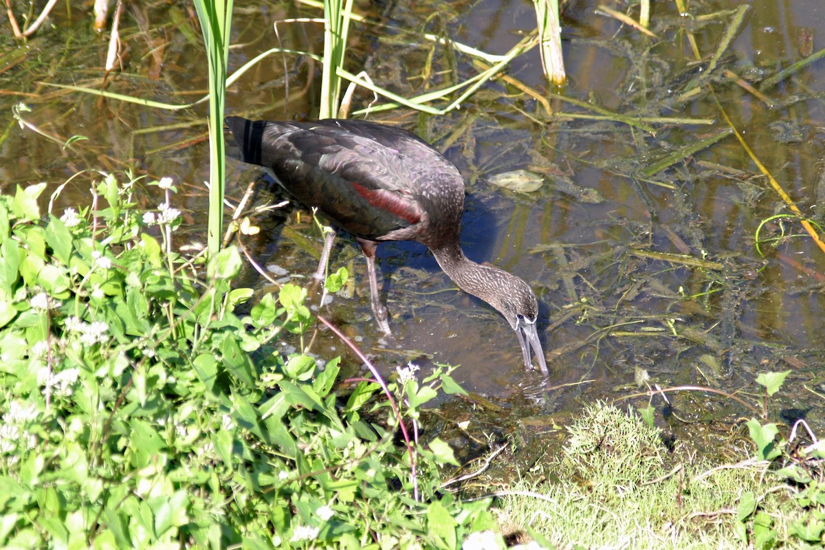 Glossy Ibis - Charlie Doggett