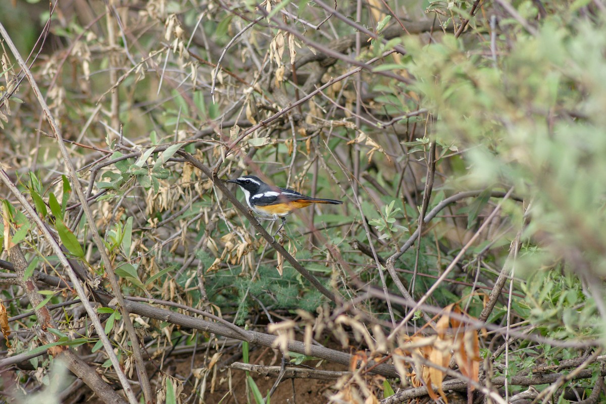 White-throated Robin-Chat - Stuart Turner