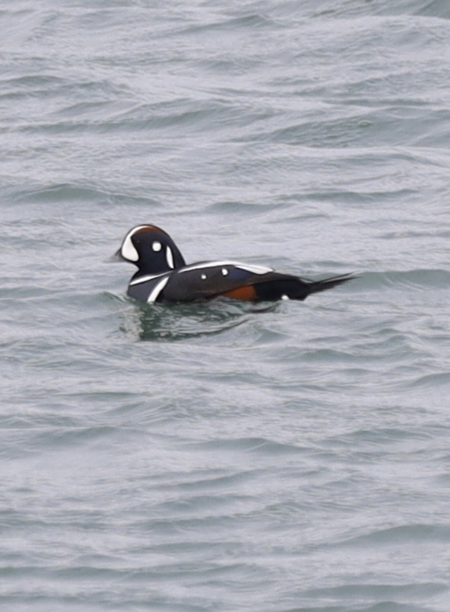 Harlequin Duck - Tyler Mate