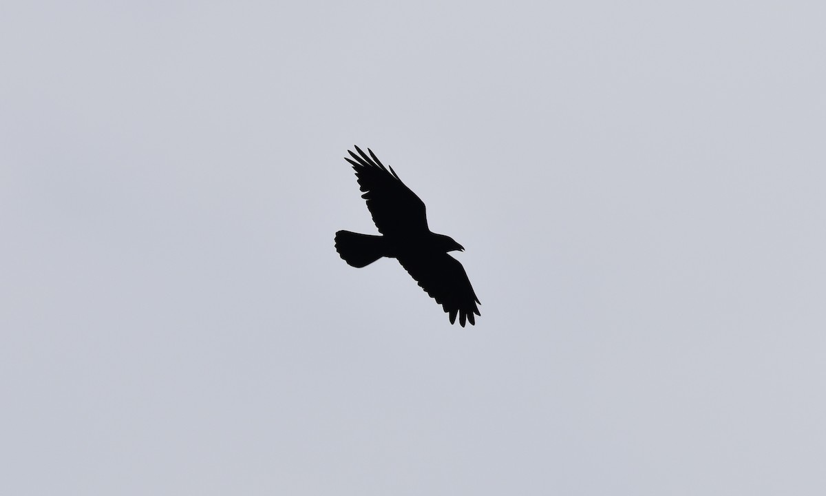 Chihuahuan Raven - ML186826431