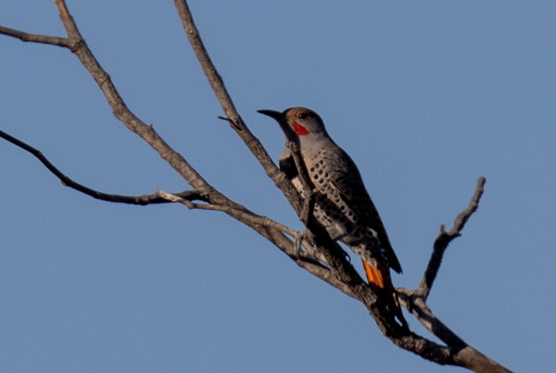 Northern Flicker - Randy Ehler