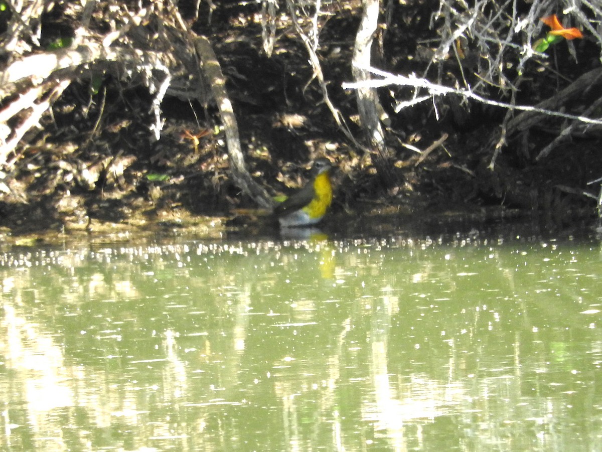 Yellow-breasted Chat - Mary Tannehill