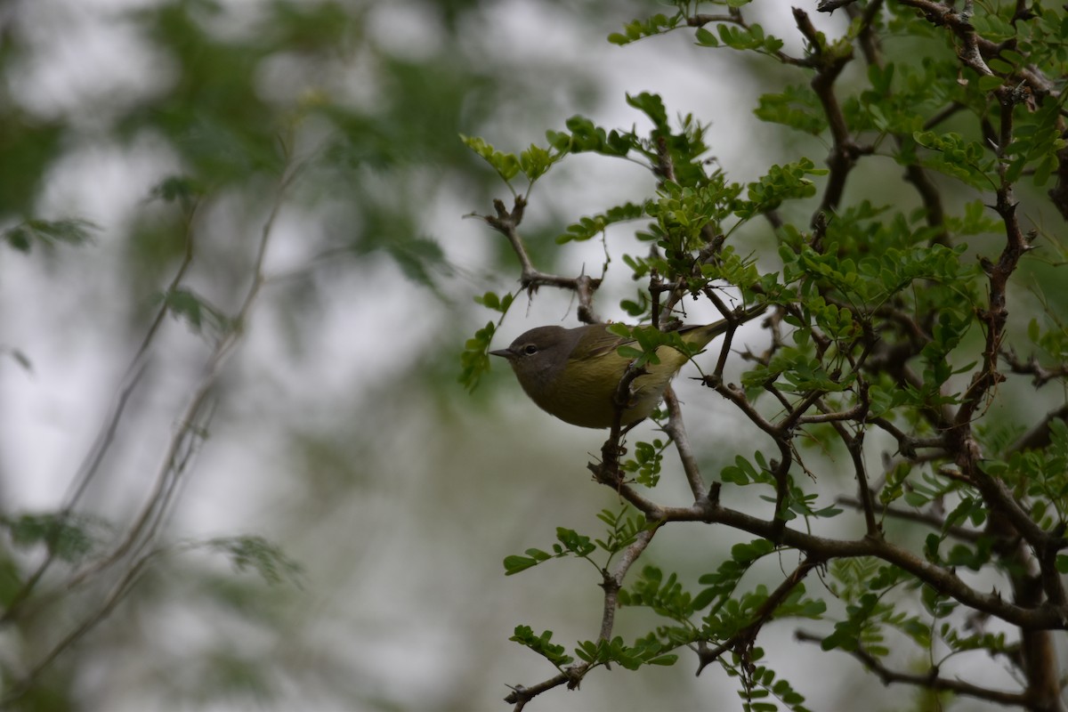 Orange-crowned Warbler - ML186827861