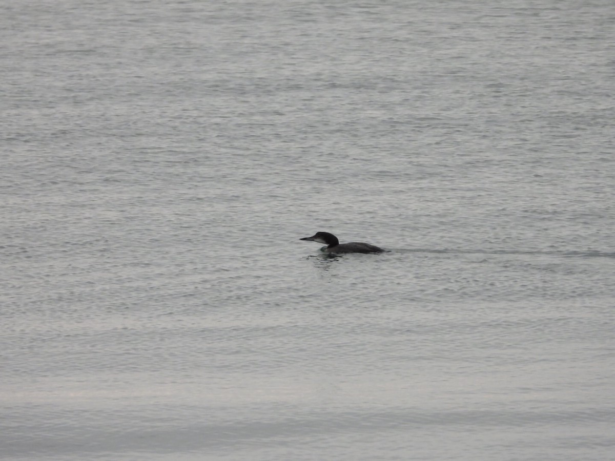 Common Loon - ML186829191