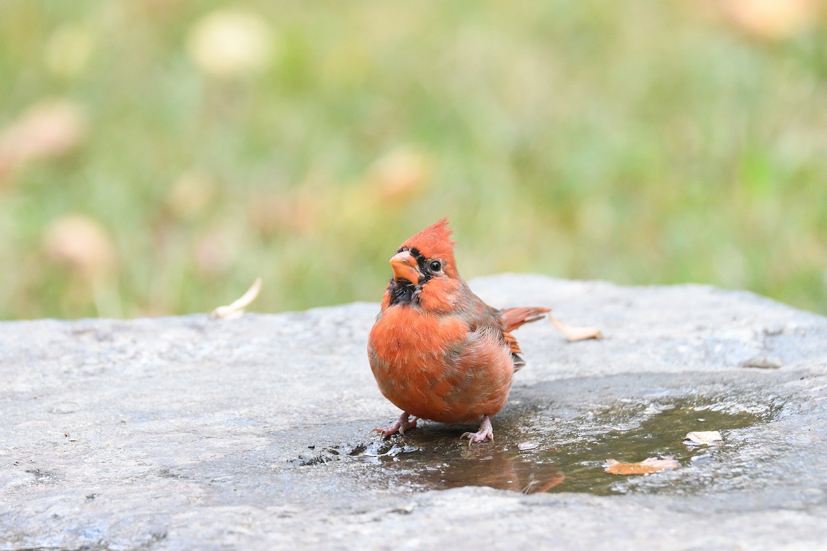 Northern Cardinal - ML186830181