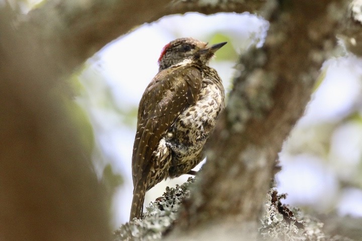 Knysna Woodpecker - ML186833931