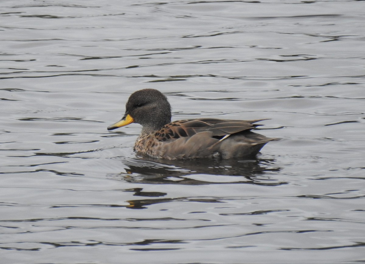 Yellow-billed Teal - ML186834811