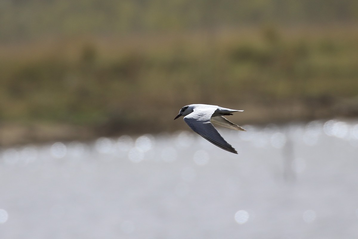 Whiskered Tern - Andrew Cameron
