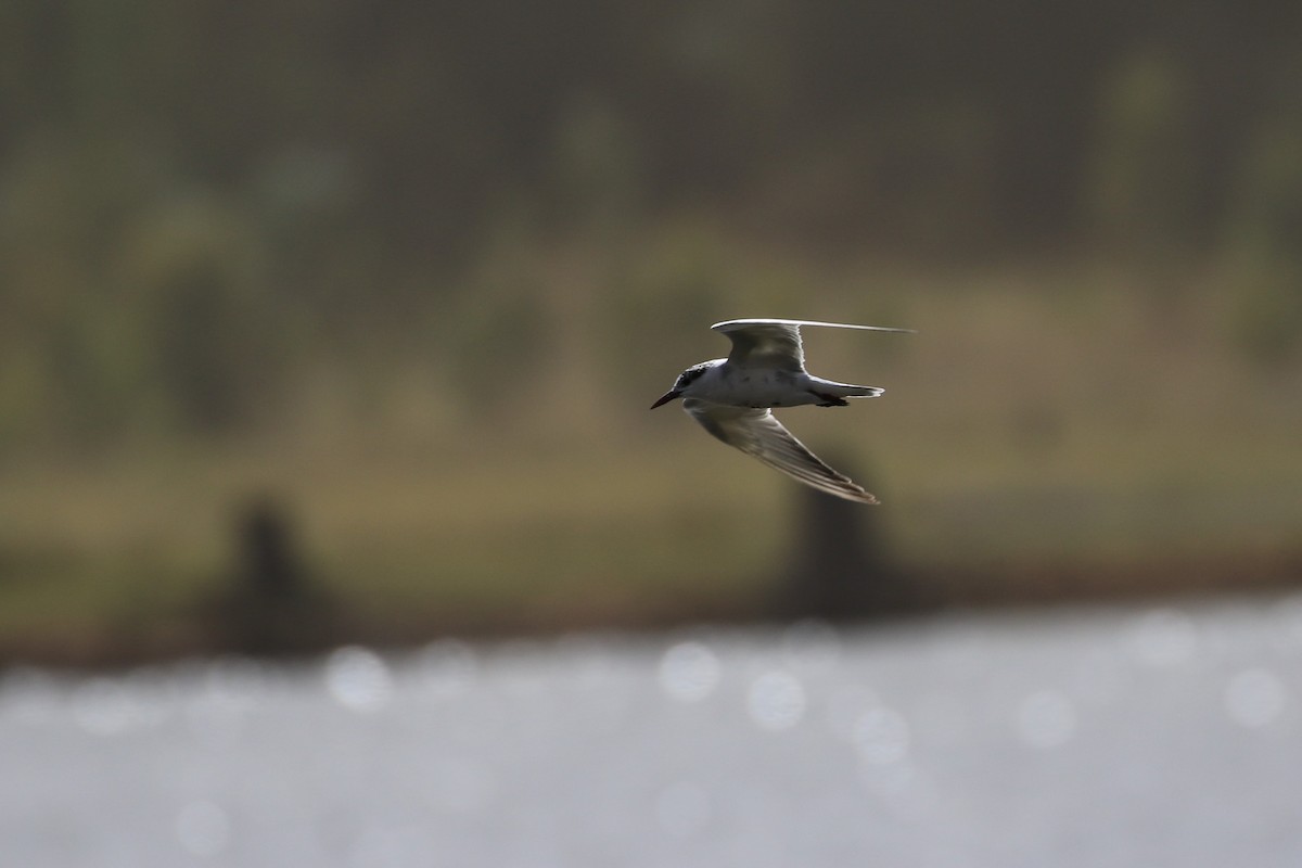 Whiskered Tern - Andrew Cameron