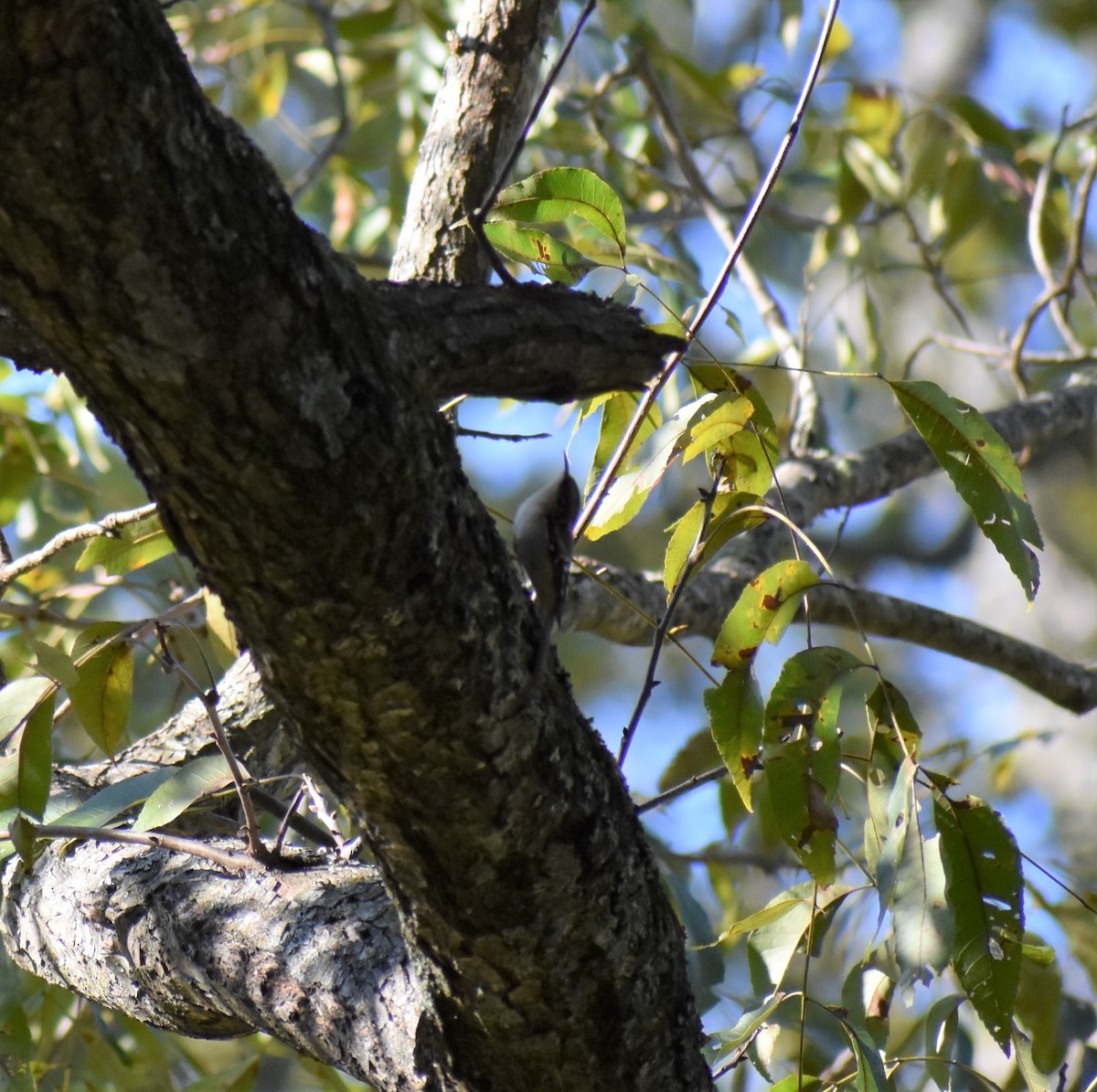 Brown Creeper - ML186835371