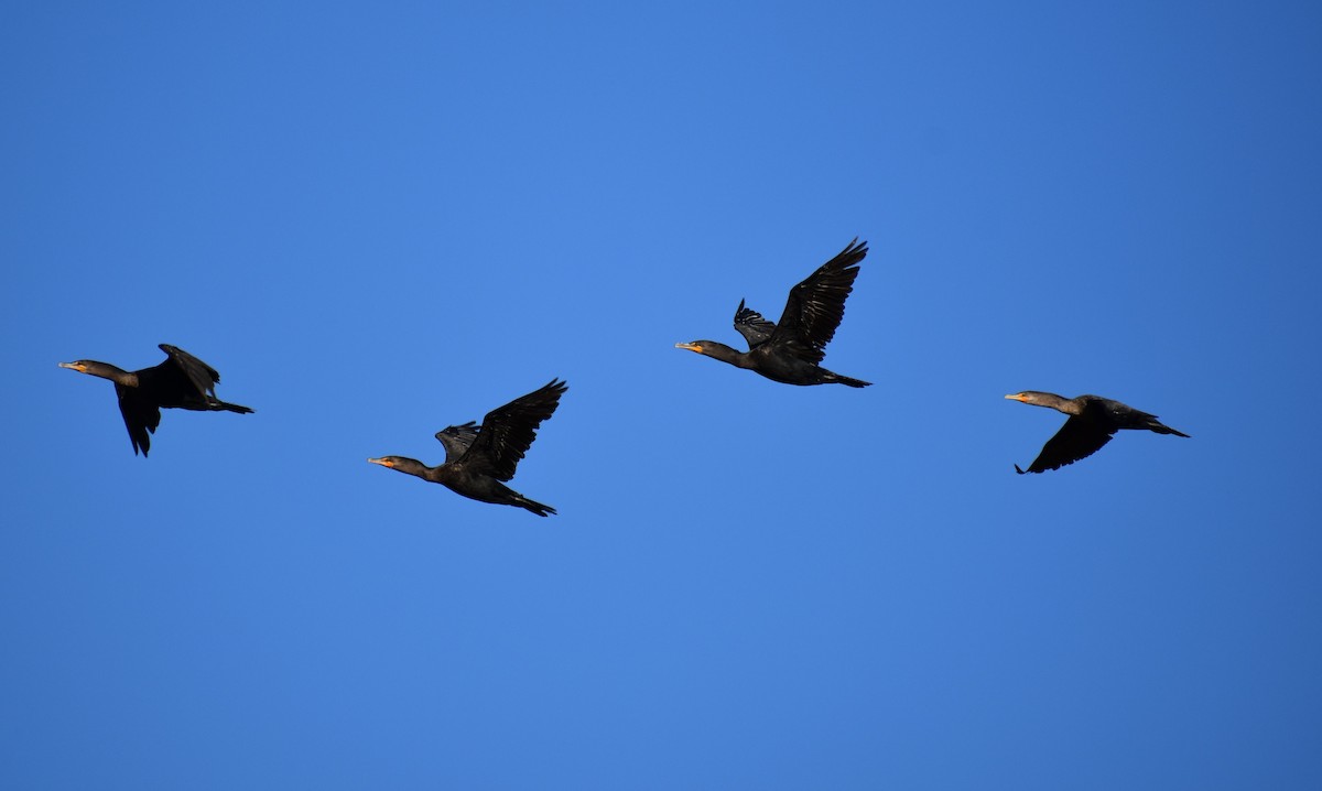 Double-crested Cormorant - ML186835771