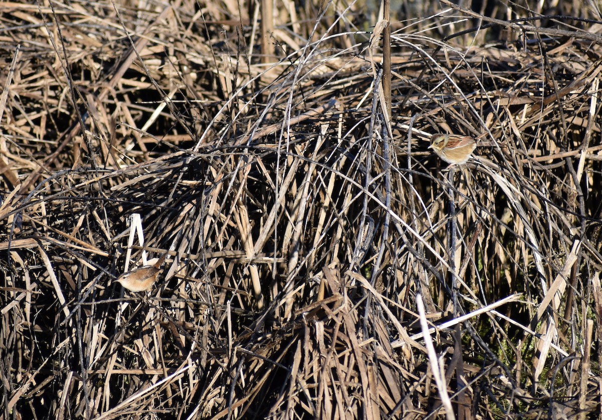 Marsh Wren - ML186836031