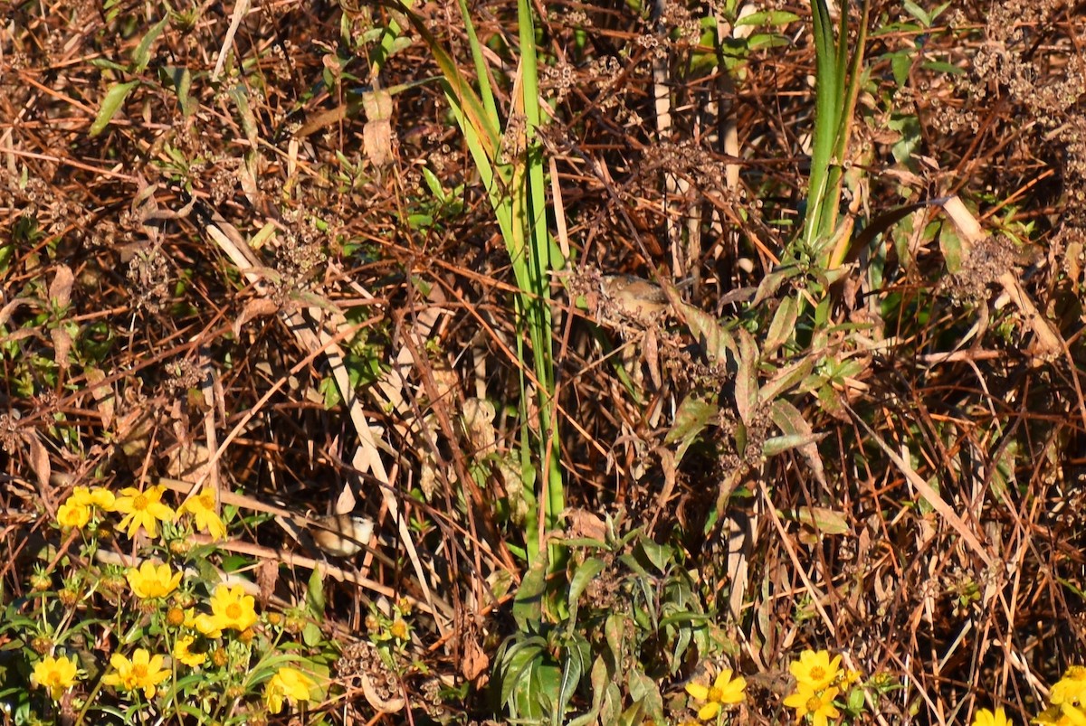 Marsh Wren - ML186836181