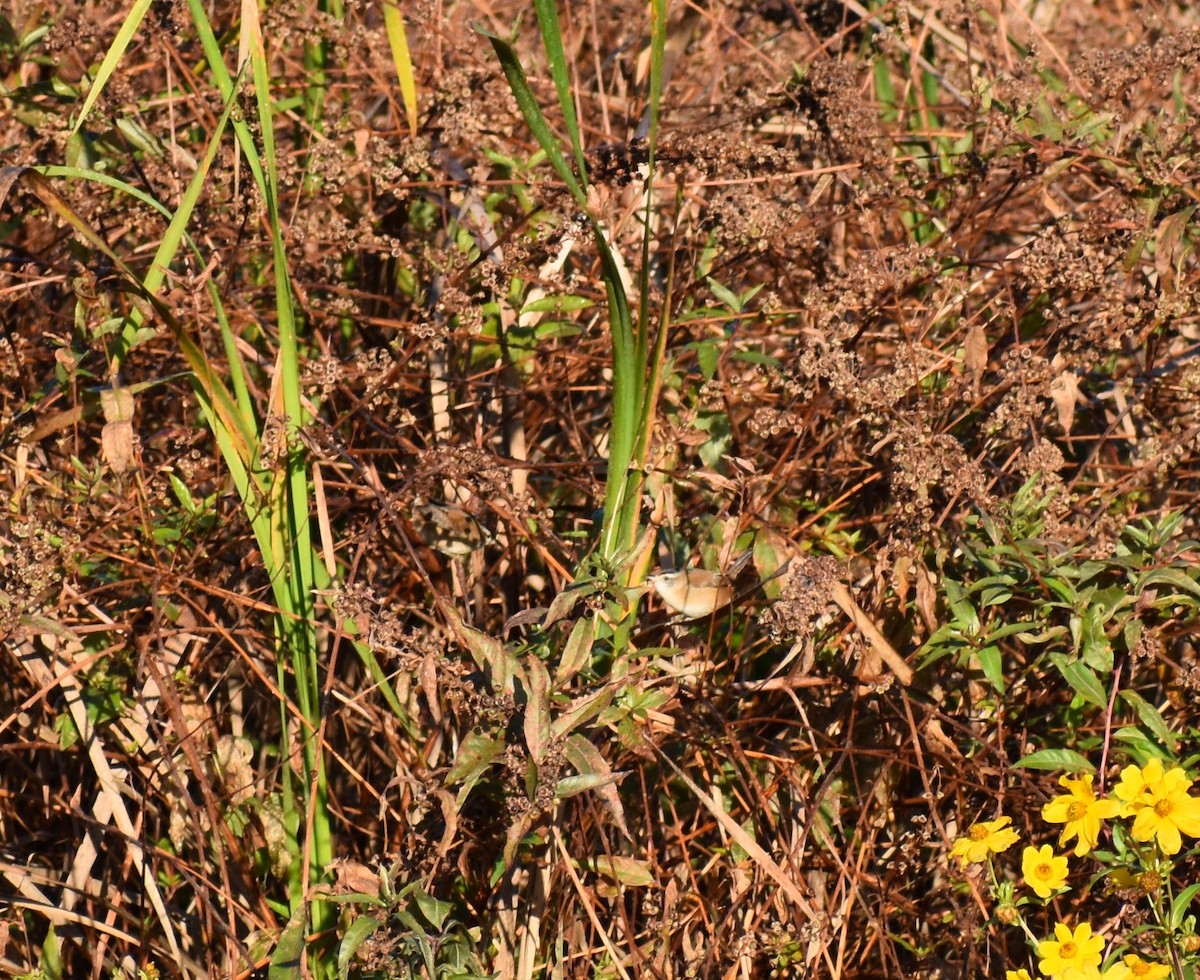 Marsh Wren - ML186836391